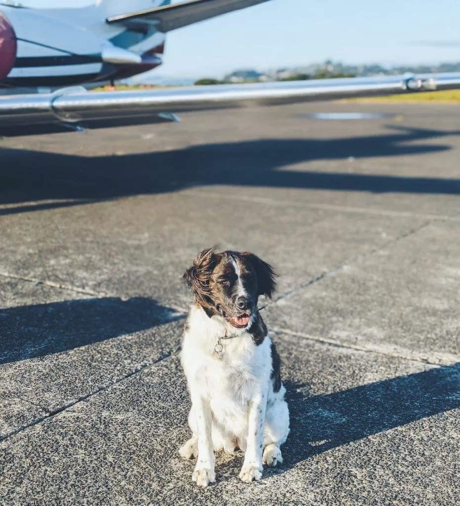 Benefits of flying private - pets in cabin
