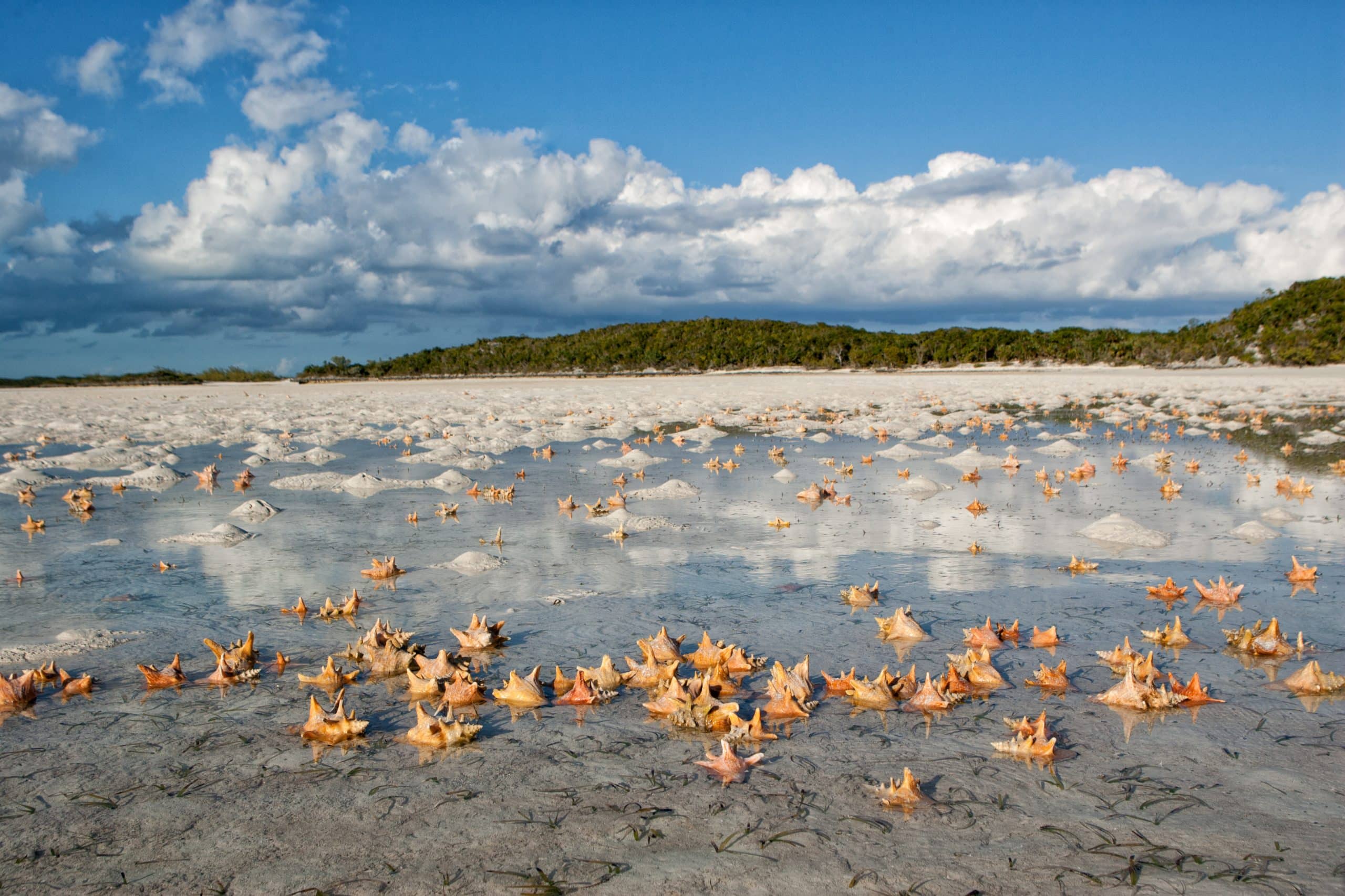 Experience the serene beauty of a tidal flat near Norman's Cay in the Bahamas, an idyllic private jet destination offering pristine beaches and crystal-clear waters for ultimate relaxation