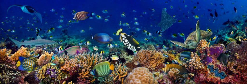 Underwater Coral Reef 3D