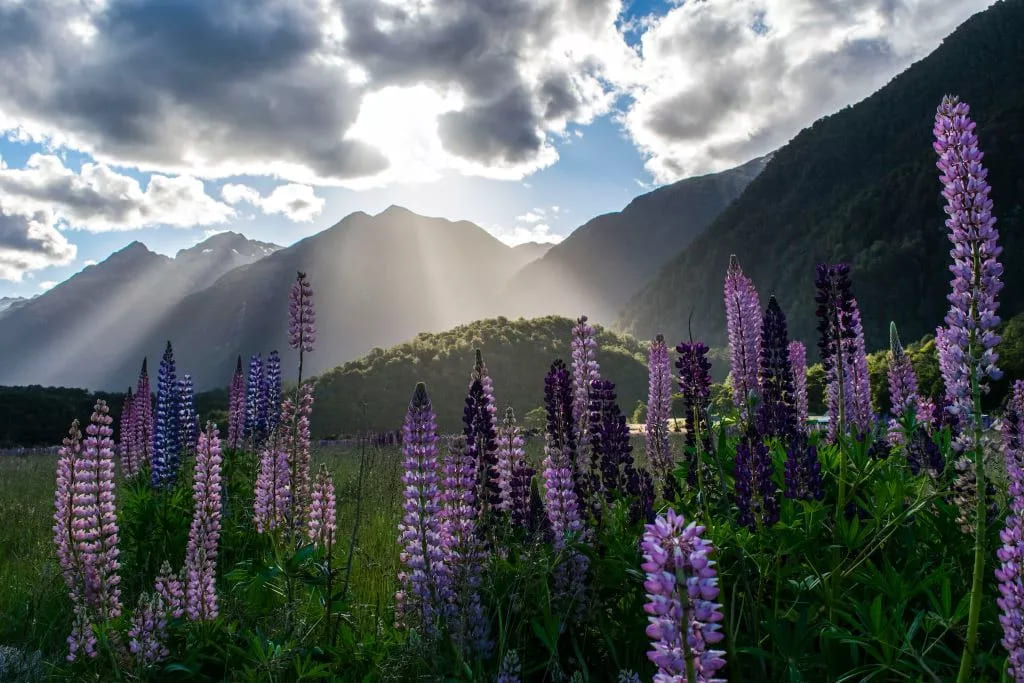 New Zealand private jet travel