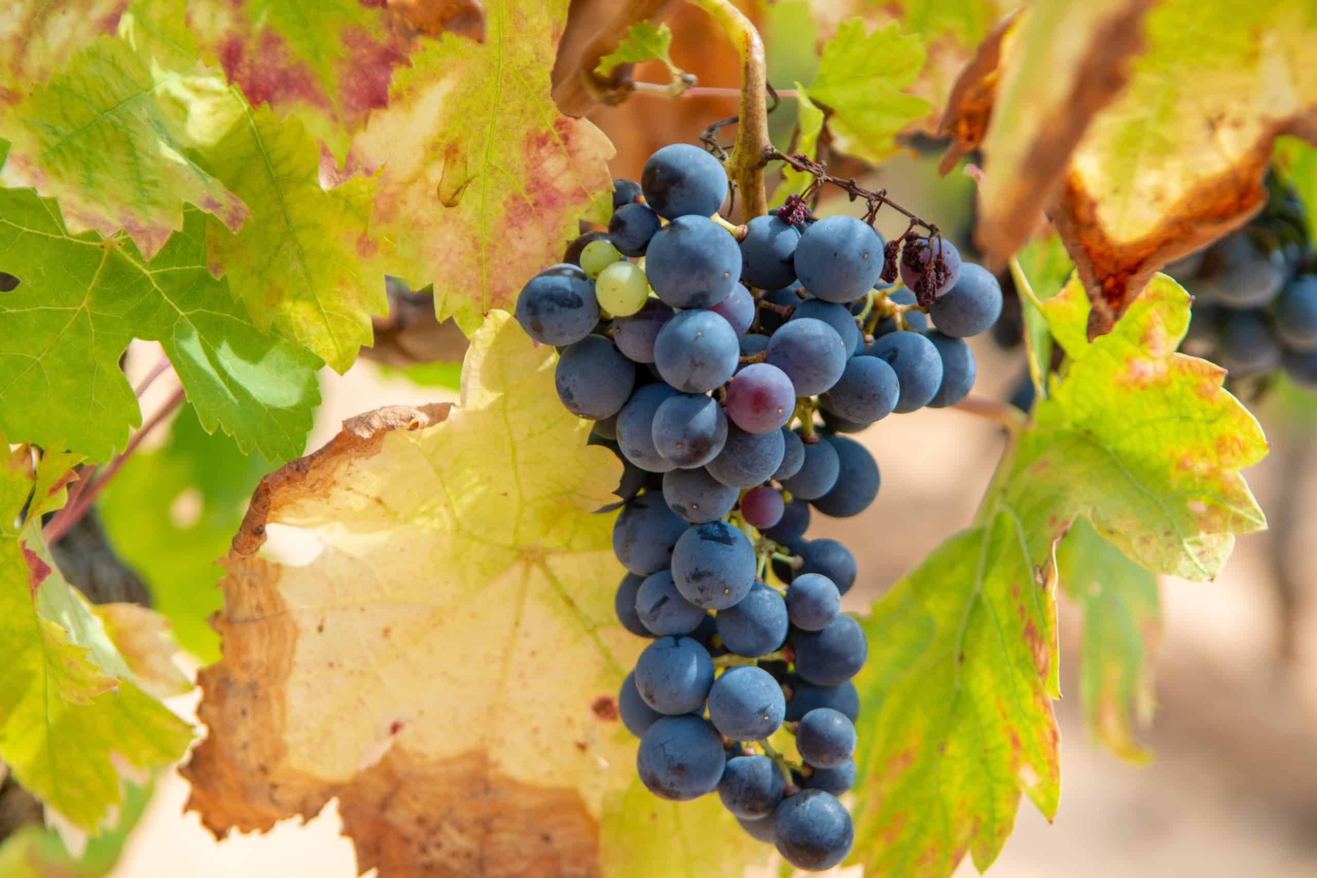 French red and rose wine grapes