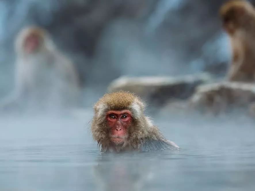 Hokkaido hot tubs at winter