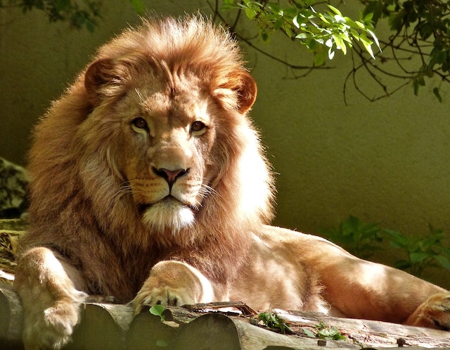 Best African Safaris, Lion