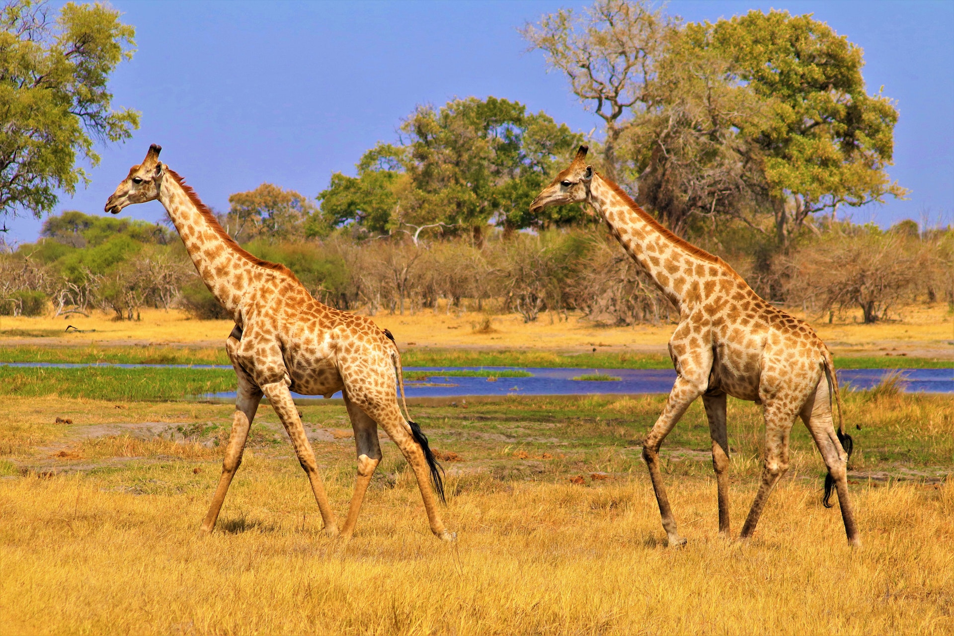 Botswana African Safari, a Couple of Giraffes Credit: Pexels