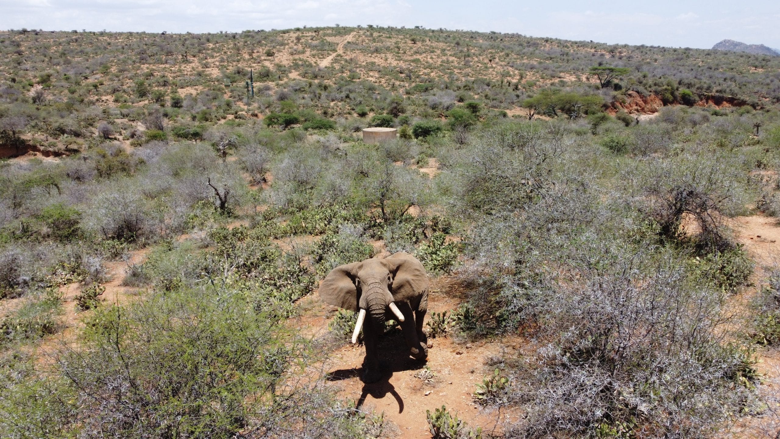 Safari in Kenya, Elephant, Kimanjo Credit: Pexels