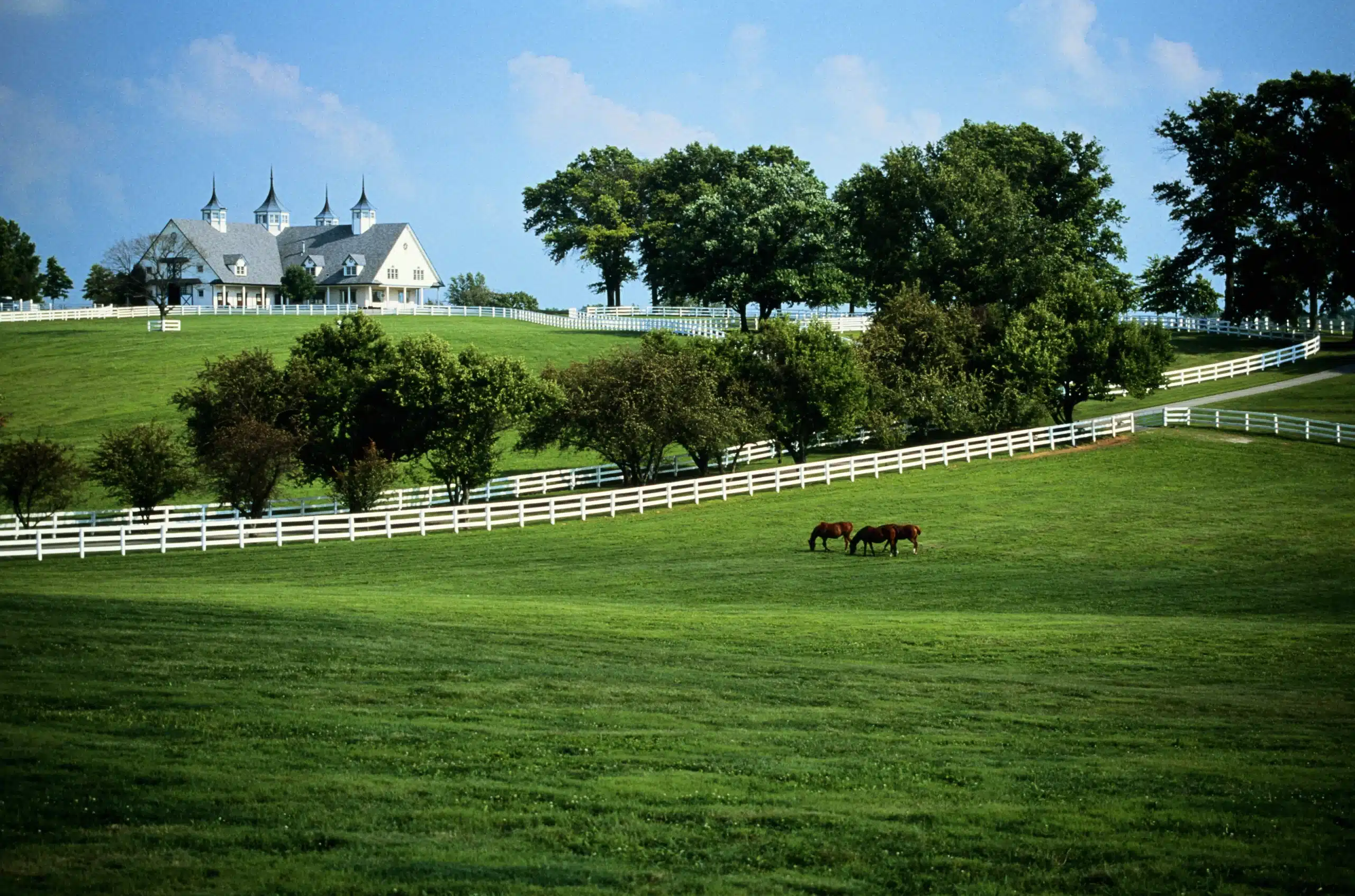 Green Field with Horses, Lexington, Kentucky.