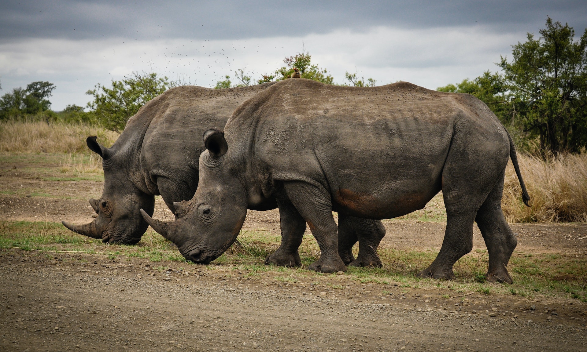 South African Safari, a Couple of Rhinos Credit: Pexels