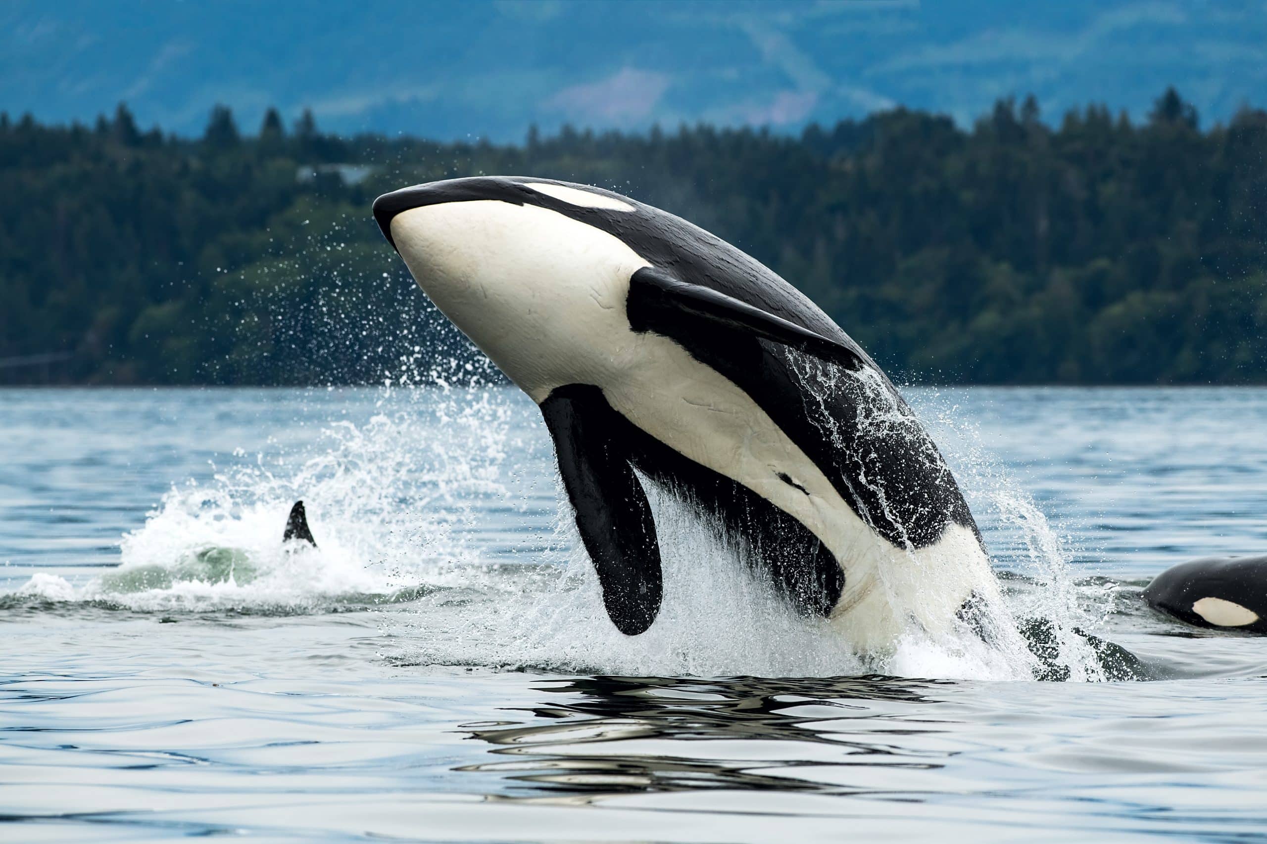 Vancouver bay, orca jumping