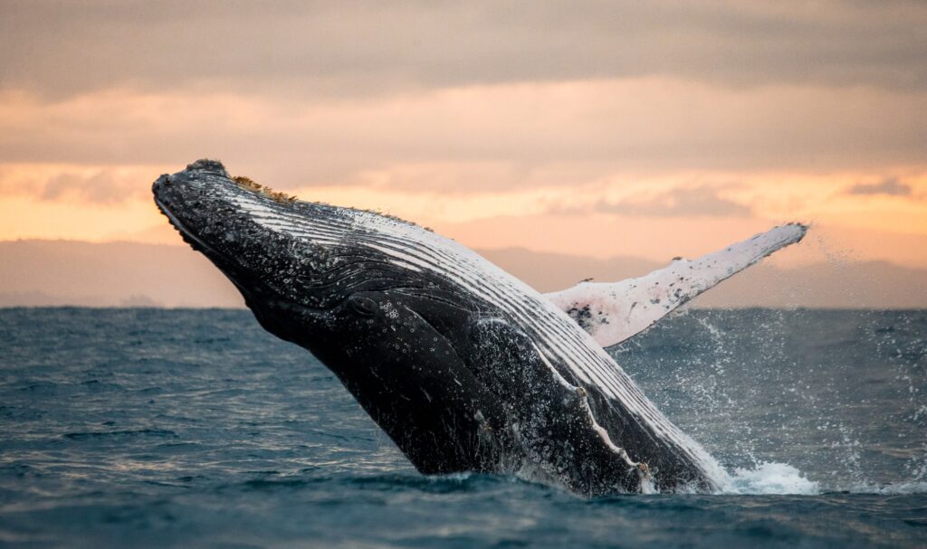 Go Whale Watching in Kaikoura