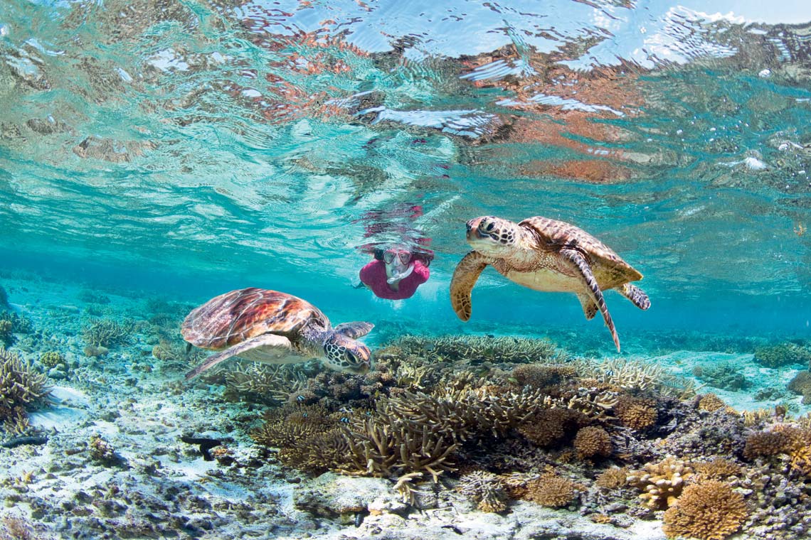 Swim with turtles on Fitzroy island