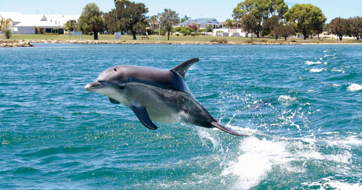 Dolphins on the Swan River