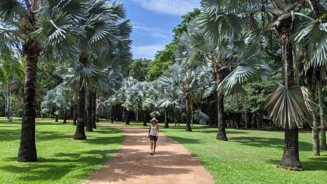 Palmetum. Fly Private Jet to Townsville.