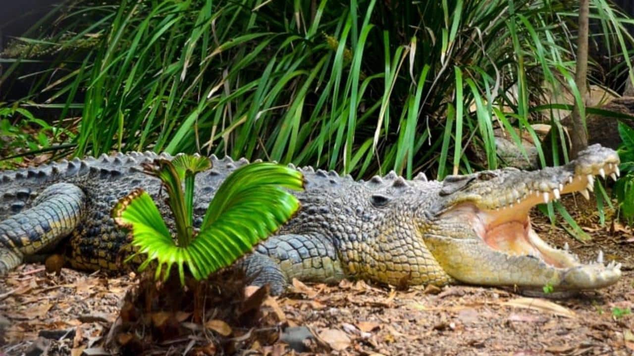 Billabong Sanctuary. Fly Private to Townsville.