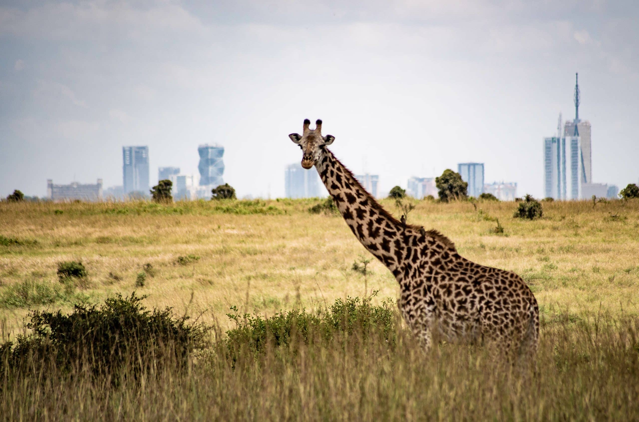 Nairobi Giraffe