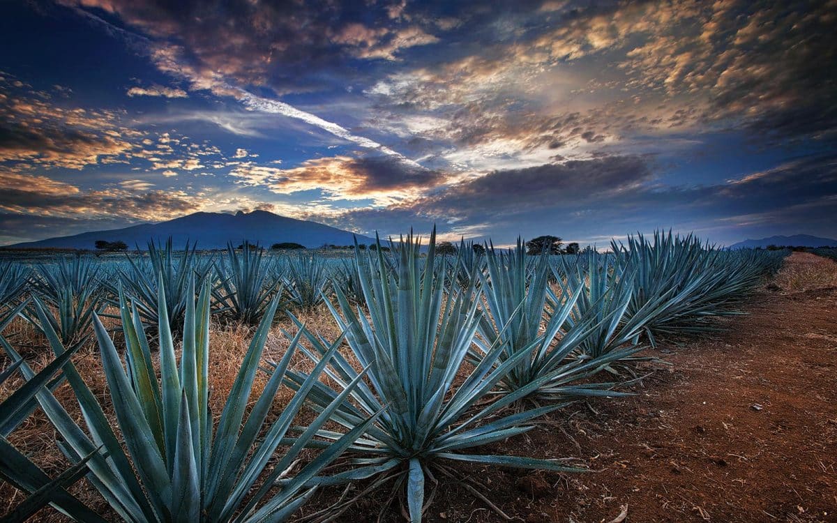 Tequila. Fly Private to Guadalajara.