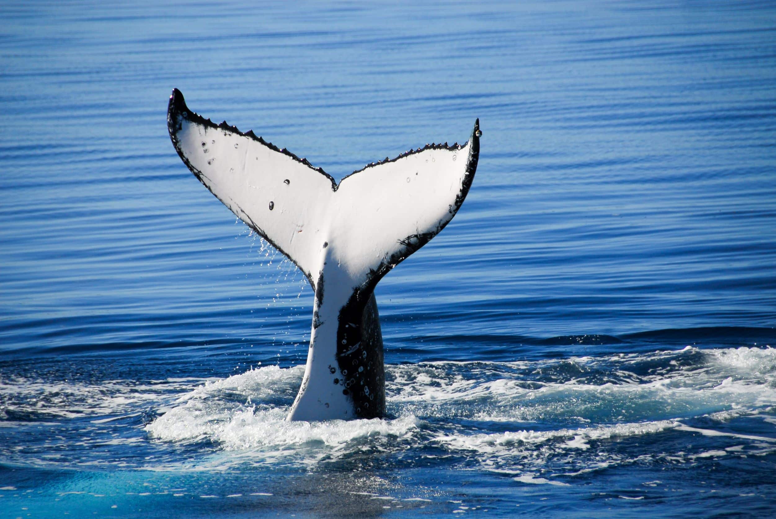 Whale Watching Adventure from Victoria