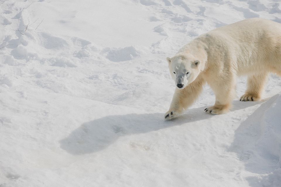 Polar Bear Habitat. fly Private to Timmins