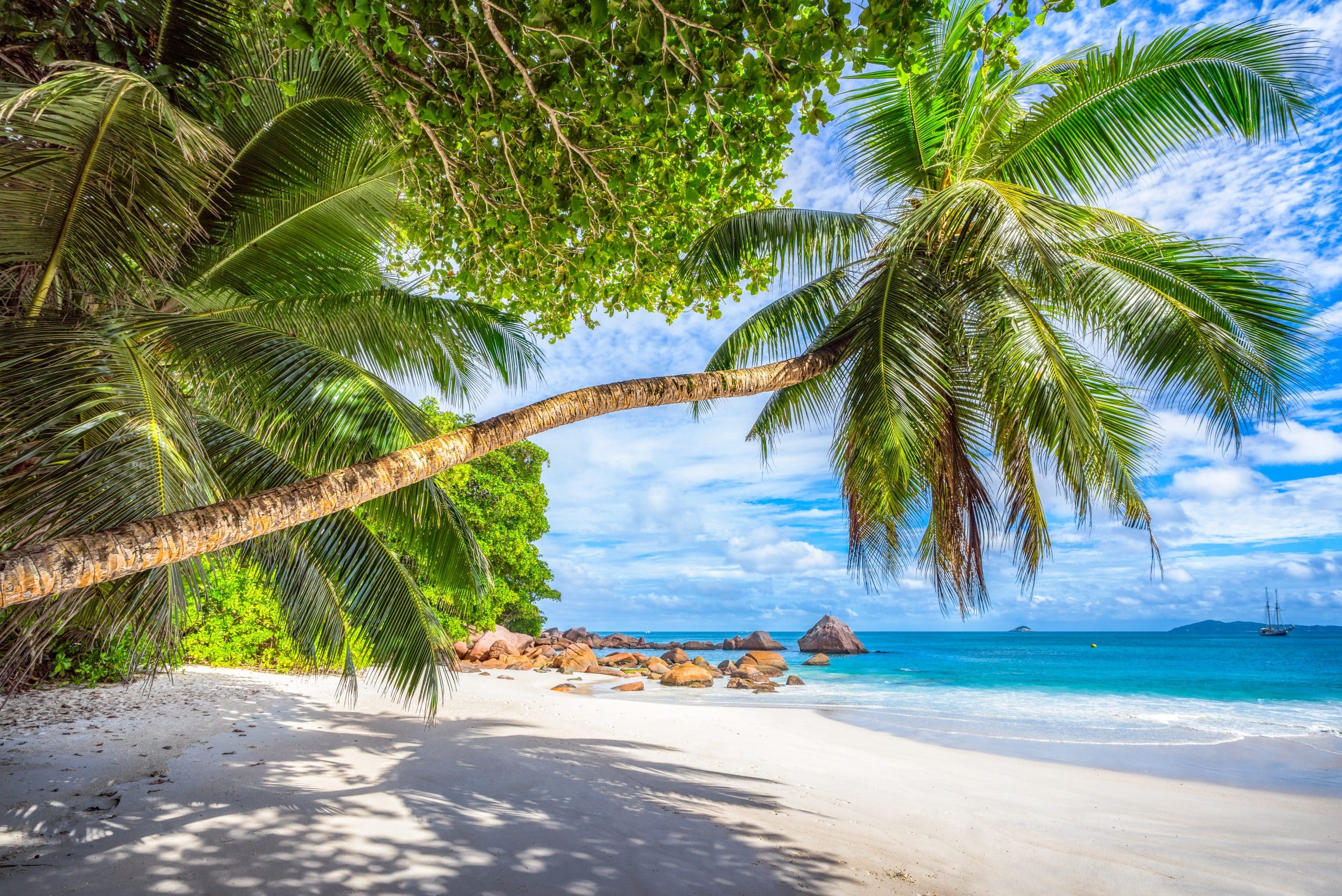 Seychelles Tropical Beach Palm