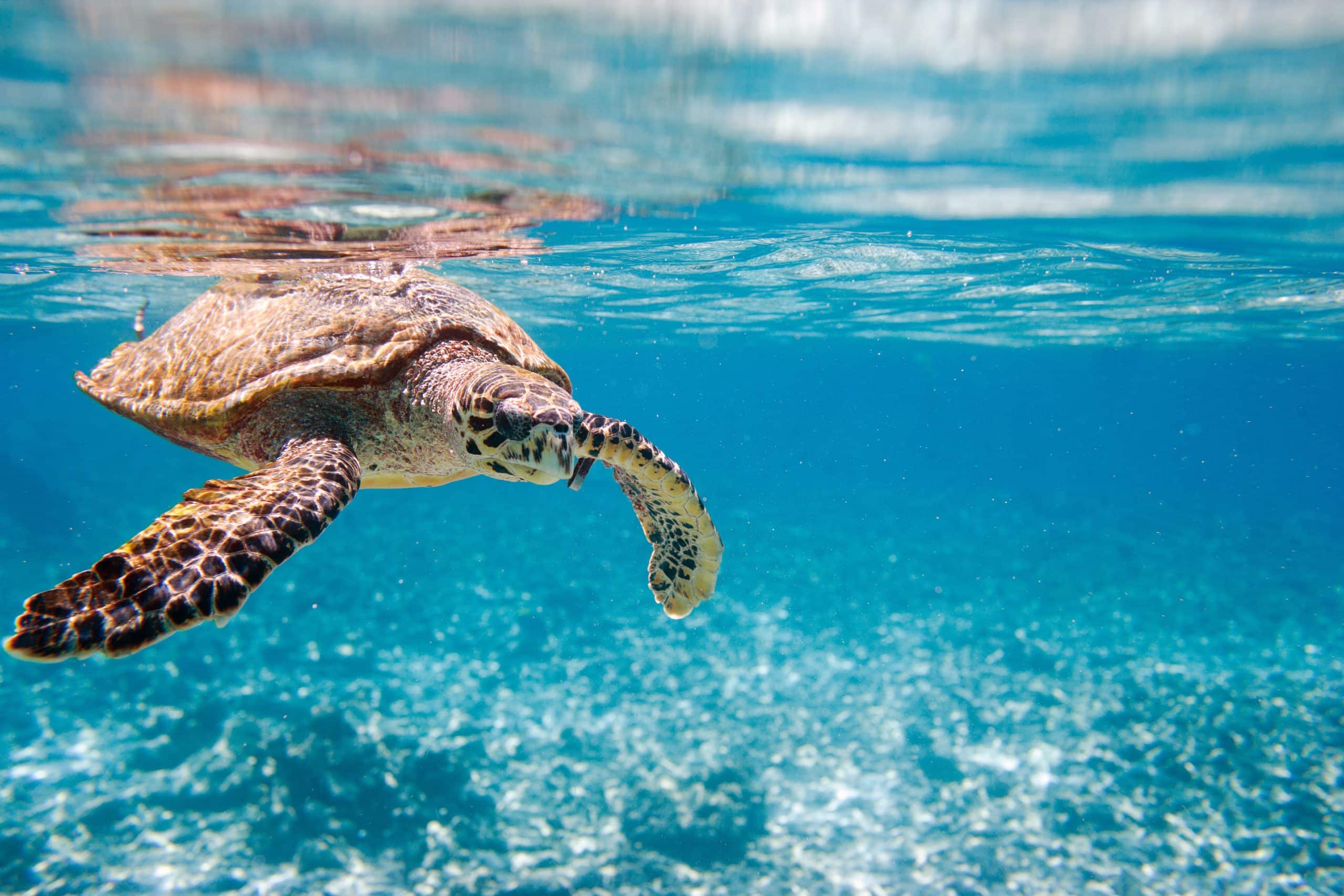 Seychelles Turtle